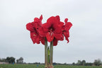 Waxed Amaryllis Bulb Holiday 3 Pack-Three Red Waxed Red Lion Amaryllis Bulbs 28/ 30cm-Perfect Holiday Gift Bundle!