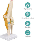 Human Knee Joint Model, 1:1 Scientific Life Size Anatomy Model with Ligaments, Anatomical Teaching Tool for Patient Education and Study