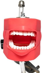 Dental Phantom Head with Typodont Teeth Model, Dental Simulator Manikin Phantom Head for Dentist Teaching Practice Training Demonstration (Simple Clamp Table Teeth Model)