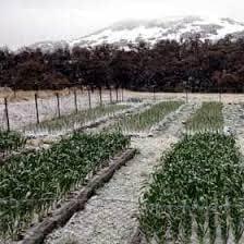Snow Hill Himalayan Fresh Organic Shallots Onions 1 Pound - Product of Mt. Everest Country, Nepal – Delivery Within 2-4 days All Over USA