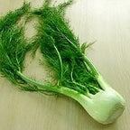 300 Sweet Florence Fennel Foeniculum Vulgare Azoricum Herb Vegetable Flower Seeds