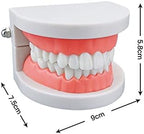 Standard Teeth Model, YOUYA DENTAL Kids Dental Teeth Teaching Brushing Model Teeth Study Supplies Adults Standard Typodont Demonstration Teeth Model (No Wisdom Teeth)