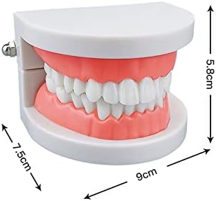 Standard Teeth Model, YOUYA DENTAL Kids Dental Teeth Teaching Brushing Model Teeth Study Supplies Adults Standard Typodont Demonstration Teeth Model (No Wisdom Teeth)