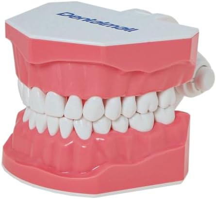 Dental Model Brushing Flossing Practice Teeth Typodonts Mode Gingiva Visible Anatomic Demonstration Teaching Studying Standard Size