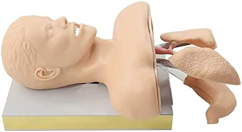 Teaching Model, 11 Intubation Manikin Training Simulator, Airway Management Trainer, Training Manikin, Intubation Head Teaching Study Model Manikin Anatomy Biology Exquisite