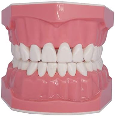 Dental Teeth Model Typodont for Brushing Flossing Practice Demonstration Teaching Studying 1:1 Standard Size