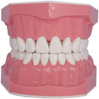 Dental Teeth Model Typodont for Brushing Flossing Practice Demonstration Teaching Studying 1:1 Standard Size