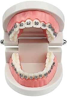 Standard Orthodontic Teeth Model, YOUYA DENTAL Demonstration Orthodontic Model Teeth Teach Study Tools with All Mouth Metal Bracket (All Mouth Metal Bracket)