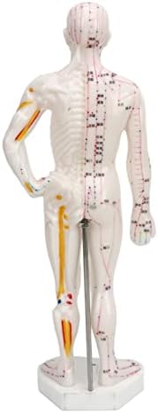 Human Body Acupuncture Model, Meridian Points Model Clear Handwriting Easy to Read Professional PVC for Acupuncture for Chinese Teaching