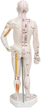 Human Body Acupuncture Model, Meridian Points Model Clear Handwriting Easy to Read Professional PVC for Acupuncture for Chinese Teaching
