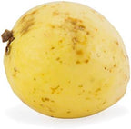 Guava Conventional
