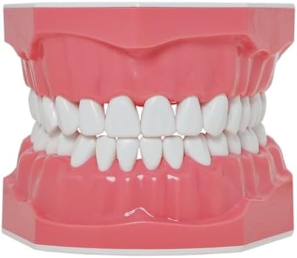 Dental Model Brushing Flossing Practice Teeth Typodonts Mode Gingiva Visible Anatomic Demonstration Teaching Studying Standard Size