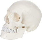 Axis Scientific Human Skull Model for Anatomy Life Size, 3-Part Anatomy Skull Includes Skull Cap with External and Interior Structures, Includes Detailed Product Manual, Skull for Anatomy