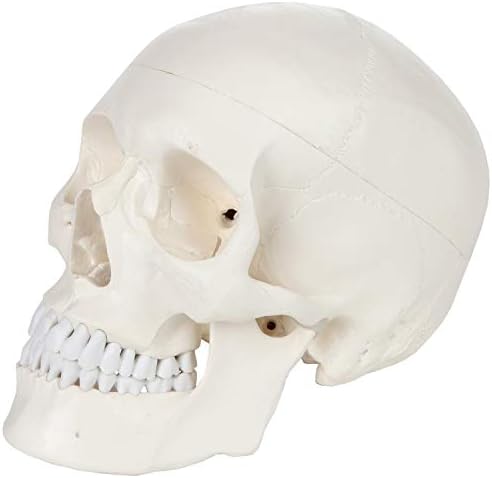 Axis Scientific Human Skull Model for Anatomy Life Size, 3-Part Anatomy Skull Includes Skull Cap with External and Interior Structures, Includes Detailed Product Manual, Skull for Anatomy