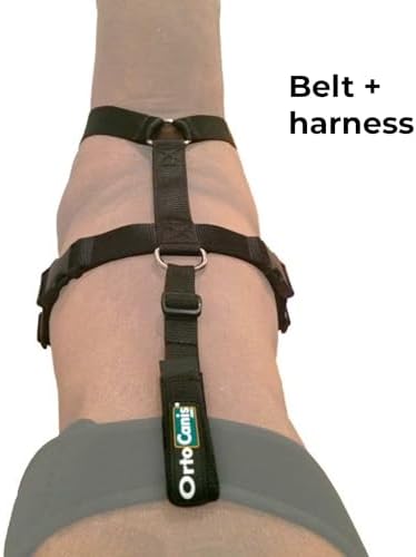 Ortocanis - Knee Brace Fastening Belt for Dog - Prevents Slippage - Improves Stability and Recovery - Size Harness + Leash: L 69-96 cm