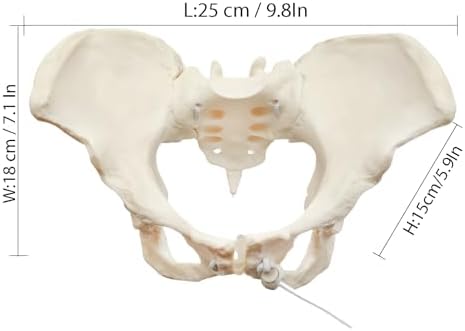 Human Female Pelvic Anatomy Model with Elastic Rope, Flexible 1:1 Life Size Pelvis Skeleton Model for Physiology Science Study & Anatomical Educational or Patient Communication