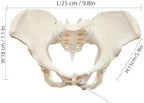 Human Female Pelvic Anatomy Model with Elastic Rope, Flexible 1:1 Life Size Pelvis Skeleton Model for Physiology Science Study & Anatomical Educational or Patient Communication