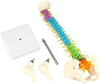 QWORK Flexible Human Spine Model with Spinal Nerves Pelvis and Thighs, Vertebral Column Anatomical Model, 45 cm / 18"