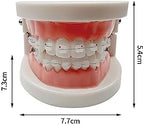 Standard Orthodontic Teeth Model, YOUYA DENTAL Demonstration Orthodontic Model Teeth Teach Study Tools with All Mouth Ceramic Bracket (All Mouth Ceramic Bracket)