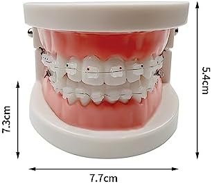 Standard Orthodontic Teeth Model, YOUYA DENTAL Demonstration Orthodontic Model Teeth Teach Study Tools with All Mouth Ceramic Bracket (All Mouth Ceramic Bracket)