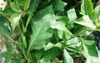 Kovafood Whole Bitter Leaf From West Africa - 3oz I Make Bitter Leaf Leaves Tea I Unmashed I Vernonia Amygdalina I Bitter Tonic
