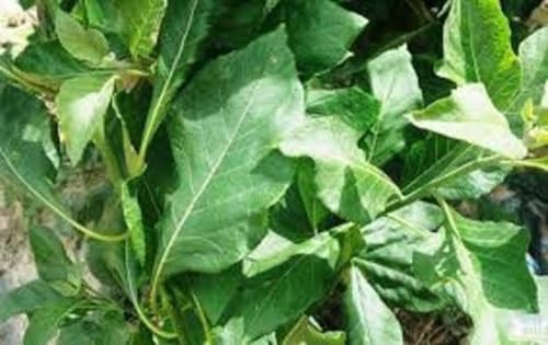 Kovafood Whole Bitter Leaf From West Africa - 3oz I Make Bitter Leaf Leaves Tea I Unmashed I Vernonia Amygdalina I Bitter Tonic