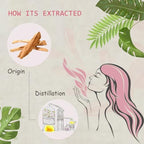Sandalwood Essential Oil - 100% Pure Organic Natural Plant (Santalum Album) Sandalwood Oil for Diffuser, Aroma, Skin, Meditation, Massage - 0.33oz