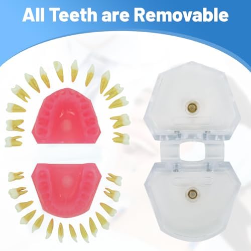 Dental Demonstration Teeth Model with All Removable Teeth, Standard Study Teaching Dental Model Teeth Education and Demo Typodonts Model Ideal for Dental Professionals and Students