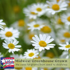 Clovers Garden Chamomile Herb Plants – Two (2) Live Plants – Non-GMO - Not Seeds - Each 4" to 8" Tall – in 4" Inch Pots - Attracts Polinators, Edible, Medicinal
