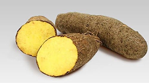 Jamaican Yellow Yam (1 Tuber)