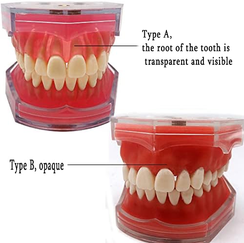 Standard Teeth Model, Dental Crown Models Soft Gums, Dental Model Resin Removable Full Mouth Teeth for Tooth Extraction Exercises, Doctor Explains to The Patient