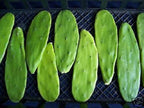 Spineles 3 Pads Thornless Edible Nopales Prickly Pear Cactus Opuntia Cacanapa Succulents Cutting Planting by Exotic-Succulent-Collection