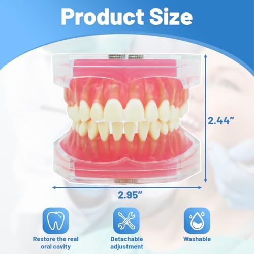Dental Demonstration Teeth Model with All Removable Teeth, Standard Study Teaching Dental Model Teeth Education and Demo Typodonts Model Ideal for Dental Professionals and Students