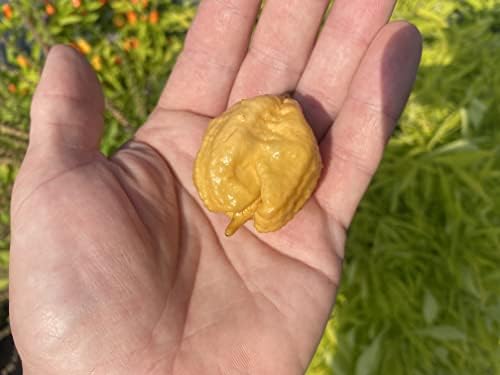 Golden Carolina Reaper HP22B Pepper Premium Seeds for Planting Packet Record Hottest in The World