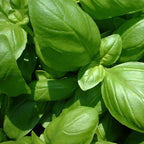 GranAroma Ground Basil, Peppery Flavor, Sauces & Dressings, Fine Ground (5.6 Ounce)