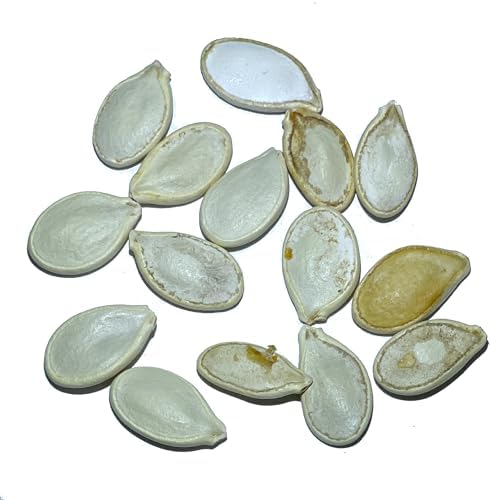 Seed Needs Blue Hubbard Winter Squash Seeds for Planting - Non-GMO, Heirloom & Untreated - Golden Yellow Sweet Flesh Perfect for Baking & Cooking (1 Pack)