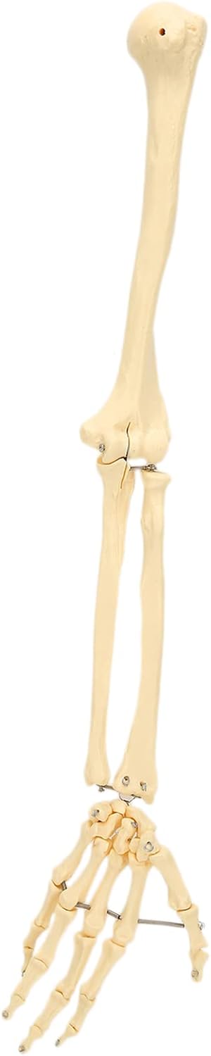 Arm Bone Model, ANGGREK Professional Human Hand Arm Bone Model Upper Bone Model Anatomical Arm Model for Teaching Demonstration