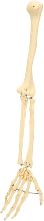 Arm Bone Model, ANGGREK Professional Human Hand Arm Bone Model Upper Bone Model Anatomical Arm Model for Teaching Demonstration