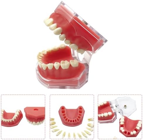 Dental Demonstration Teaching Dental Model, YOUYA DENTAL Standard Teeth Typodonts with 28 Removable Teeth Teaching Study Model Tool Silica Gel Soft Gum for Dental Education and Demonstrations