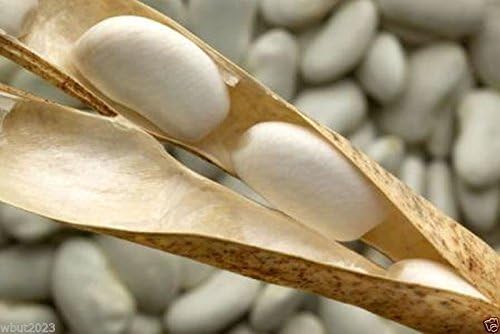 Haricot Tarbais Bean(50 Seeds) The traditional bean used in France for cassoulet