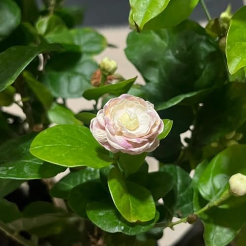 Jasmine Flower Seeds for Planting, 300+ Double Jasminum Sambac Seeds, Fragrant Flowers for Home Garden Outdoor, Non-GMO Heirloom
