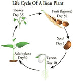 Haricot Vert Stringless Green Bean Seeds