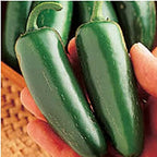 Mucho Nacho Hot Peppers Seeds (20+ Seeds) | Non GMO | Vegetable Fruit Herb Flower Seeds for Planting | Home Garden Greenhouse Pack