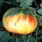 Old German Tomato - - A Huge Old Favorite Great Tasting (50 - Seeds)