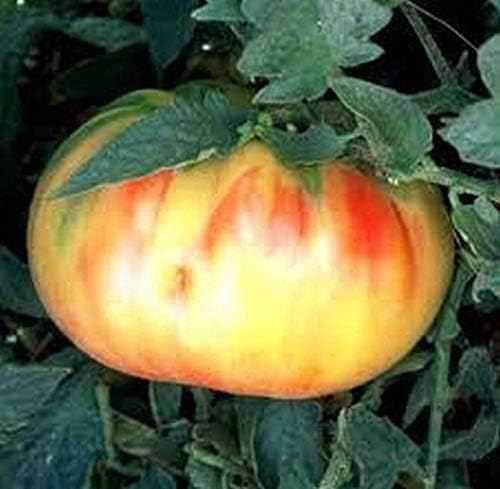 Old German Tomato - - A Huge Old Favorite Great Tasting (50 - Seeds)