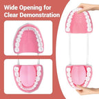 Ultrassist Mouth Model White Hinge for Speech Therapy, Ideal Brushing Teaching Dental Teeth Model for Kids and Children, 6 Times Enlarge, Includes Toothbrush