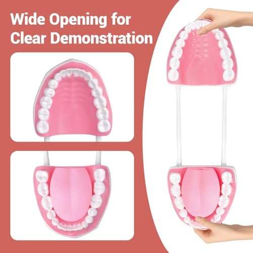 Ultrassist Mouth Model White Hinge for Speech Therapy, Ideal Brushing Teaching Dental Teeth Model for Kids and Children, 6 Times Enlarge, Includes Toothbrush