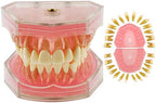 Dental Demonstration Teeth Model - Standard Study Teaching Dental Mode with All Removable Teeth #4004 Silica Gel Material Soft and Bendable Teeth Typodonts