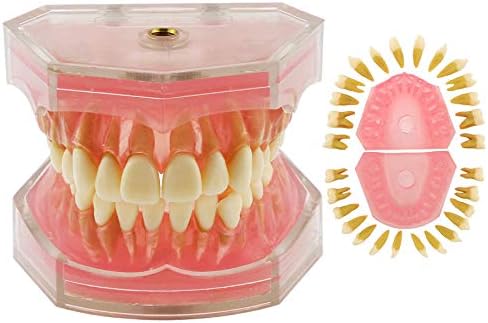 Dental Demonstration Teeth Model - Standard Study Teaching Dental Mode with All Removable Teeth #4004 Silica Gel Material Soft and Bendable Teeth Typodonts