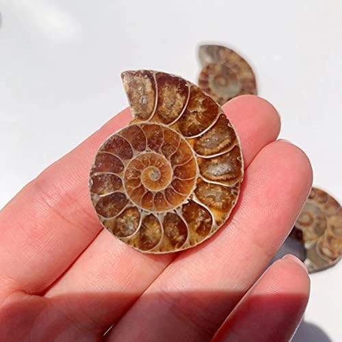 Natural Crystal Conch Quartz Pattern Beautiful Ammonite Fossil Conch Specimen Energy Mineral Specimen Slice for Home Decor Gifts Ornament Geography Teaching,1.2in
